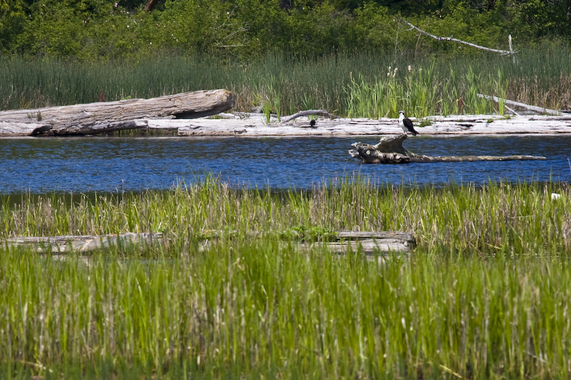 Osprey On Log In Tidal Lagoon